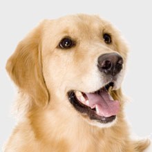 1Golden-retriever