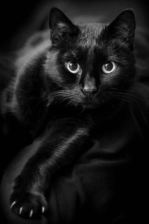 blackcat